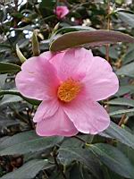 Camellia cv Magali (fam. Theacees) (Photo F. Mrugala, Lyon, Parc de la tete d'or) (4)